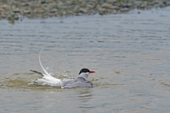 Noordse stern-Arctic tern-Kustenseeschwalbe-Sterna paradisaea-IJsland-Iceland-Island