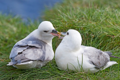 Noordse stormvogel-Fulmar-Eissturmvogel-Fulmarus glacialis-IJsland-Iceland-Island