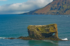 Oliefant aan de noordkust-Elephant on the north coast-Elefant am der Nordkuste-IJsland-Iceland-Island
