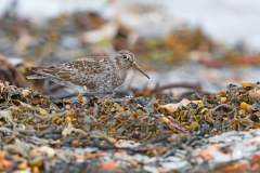 Paarse strandloper-Purple sandpiper-Meerstrandlaufer-Calidris maritima-IJsland-Iceland-Island