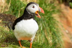 Papegaaiduiker-Puffin-Papageitaucher-Fratercula arctica-IJsland-Iceland-Island