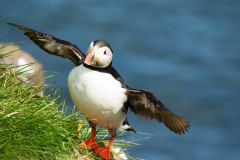 Papegaaiduiker-Puffin-Papageitaucher-Fratercula arctica-IJsland-Iceland-Island