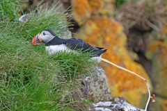 Papegaaiduiker-Puffin-Papageitaucher-Fratercula arctica-IJsland-Iceland-Island