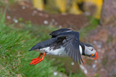 Papegaaiduiker-Puffin-Papageitaucher-Fratercula arctica-IJsland-Iceland-Island