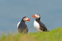 Papegaaiduiker-Puffin-Papageitaucher-Fratercula arctica-IJsland-Iceland-Island