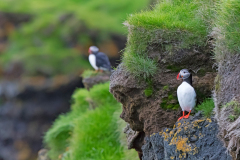 Papegaaiduiker-Puffin-Papageitaucher-Fratercula arctica-IJsland-Iceland-Island