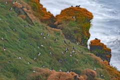 Papegaaiduiker-Puffin-Papageitaucher-Fratercula arctica-IJsland-Iceland-Island