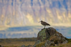 Regenwulp - Whimbrel - Regenbrachvogel - Numenius phaepus-IJsland-Iceland-Island
