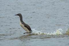 Roodkeelduiker-Red-throated Diver-Strentaucher-Gavia stellata-IJsland-Iceland-Island
