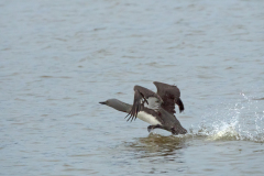 Roodkeelduiker-Red-throated Diver-Strentaucher-Gavia stellata-IJsland-Iceland-Island