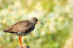 Tureluur - Common Redshank - Rotschenkel - Tringa totanus islandica_IJsland-Iceland-Island