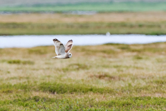 Velduil-Short-eared owl-Sumpfohreule-Asio flammeus-IJsland-Iceland-Island