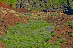 Vestmannaeyjar-Westmaneilanden-Westman islands-Westmannerinseln-IJsland-Iceland-Island