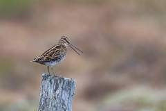 Watersnip-Common snipe-Bekassine-Galliniago gallinago-IJsland-Iceland-Island
