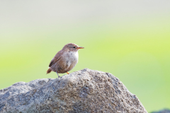 Winterkoning-Wren-Zaunkonig-Troglodytes trogloditus-islandica-IJsland-Iceland-Island