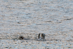 Zeehond-Seal-Hundsrobben-Phocidae-IJsland-Iceland-Island