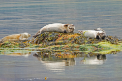 Zeehond-Seal-Hundsrobben-Phocidae-IJsland-Iceland-Island