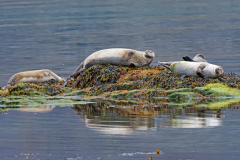 Zeehond-Seal-Hundsrobben-Phocidae-IJsland-Iceland-Island