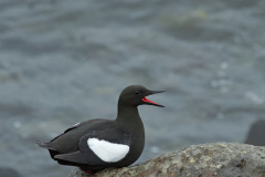 Zwarte zeekoet-Black guillemot-Gryllteiste-Cepphus grylle-IJsland-Iceland-Island