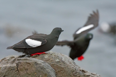 Zwarte zeekoet-Black guillemot-Gryllteiste-Cepphus grylle-IJsland-Iceland-Island