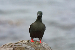 Zwarte zeekoet-Black guillemot-Gryllteiste-Cepphus grylle-IJsland-Iceland-Island
