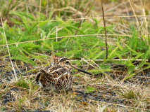 Watersnip - Common Snipe - Bekassine - Galliniago gallinago-IJsland-Iceland0Island