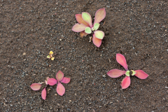 Postelein-Common purslane-Portulak-Portulaca oleracea-IJsland-Iceland-Island