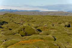 Eldhraun-IJsland-Iceland-Island