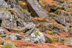 Gerduberg-IJsland-Iceland-Island