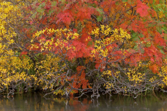 Kalfastrond-IJsland-Iceland-Island