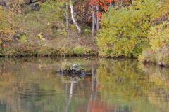 Kalfastrond-IJsland-Iceland-Island