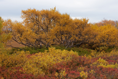 Kalfastrond-IJsland-Iceland-Island