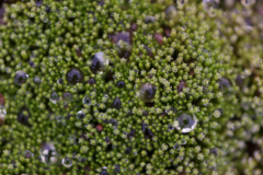 Krafla-IJsland-Iceland-Island