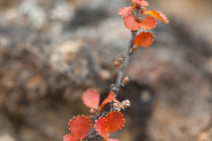 Dwergberk-Dwarf birch-Zwerg-Birke-Betula nana-Myvatn-IJsland-Iceland-Island