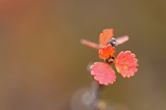 Dwergberk- Dwarf birch-Zwerg-Birke-Betula nana-Myvatn-IJsland-Iceland-Island