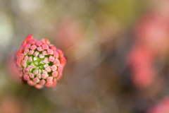 Hemelsleutel-Orpine-Purpur-Fetthenne-Hylotelephium telephium-Myvatn-IJsland-Iceland-Island