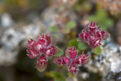 Thymus praecox subs. brfitannicus-Myvatn-IJsland-Iceland-Island