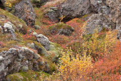 Myvatn-IJsland-Iceland-Island