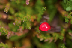 Svartifoss-IJsland-Iceland-Island