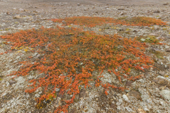 Uxahryggir-Kruipwilg-Creeping willow-Kriech-Weide-Salix-repens-IJsland-Iceland-Island