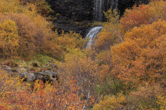 Bruna-IJsland-Iceland-Island