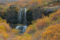 Bruna-IJsland-Iceland-Island