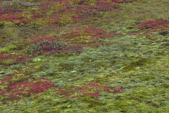 Herfstkleuren-Autumn-colours-Herbstfarben-IJsland-Iceland-Island