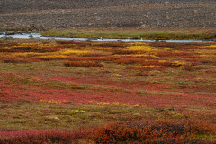 Herfstkleuren-Autumn-colours-Herbstfarben-Wilde Zwanen-Whooper-swan-Singschwan-Cygnus cygnus-Jsland-Iceland-Island