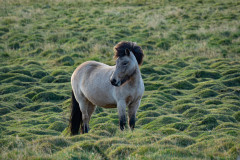 IJslander-Icelandic horse-Islandpferd-IJsland-Iceland-Island