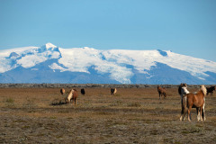 IJslandse paarden-Icelandic horses-Islandpferden-Vatnajökull-IJsland-Iceland-Island