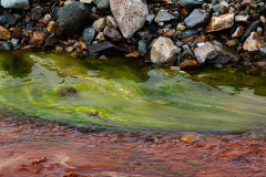 Landmannalaugar-Double-colored-algae-IJsland-Iceland-Island