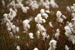 Landmannalaugar-Cottongrass-IJsland-Iceland-Island