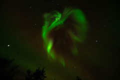 Nooderlicht-Northernlights-Nordlicht-Aurora-borealis at Fossatun-IJsland-Iceland-Island