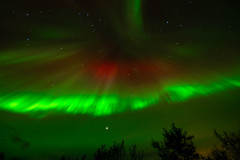 Nooderlicht-Northernlights-Nordlicht-Aurora-borealis at Fossatun-IJsland-Iceland-Island